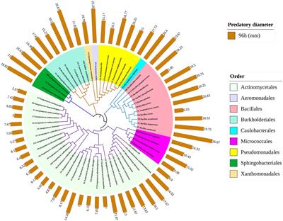 Lysis profile and preference of Myxococcus sp. PT13 for typical soil bacteria